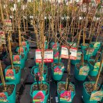 Hortenzia metlinatá (Hydrangea paniculata) ´PETITE FLORI´® - výška 60-70 cm, kont. C4,5L - NA KMIENKU